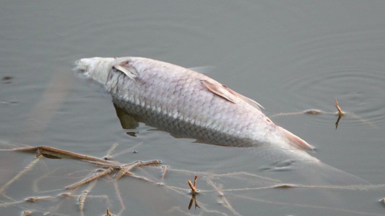 Dead fish & Pelicans at Bangalore&nbsp;lake