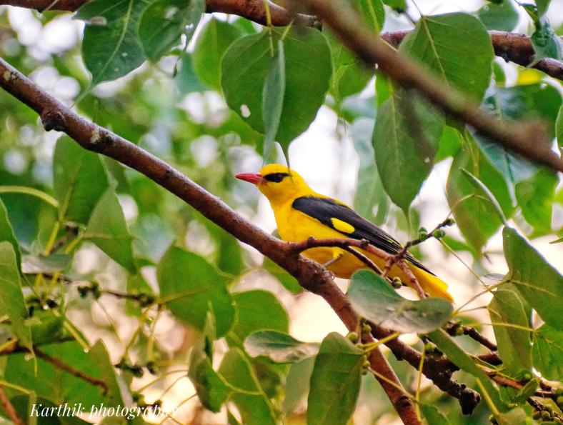 Birding at People’s Trust&nbsp;22.11.25