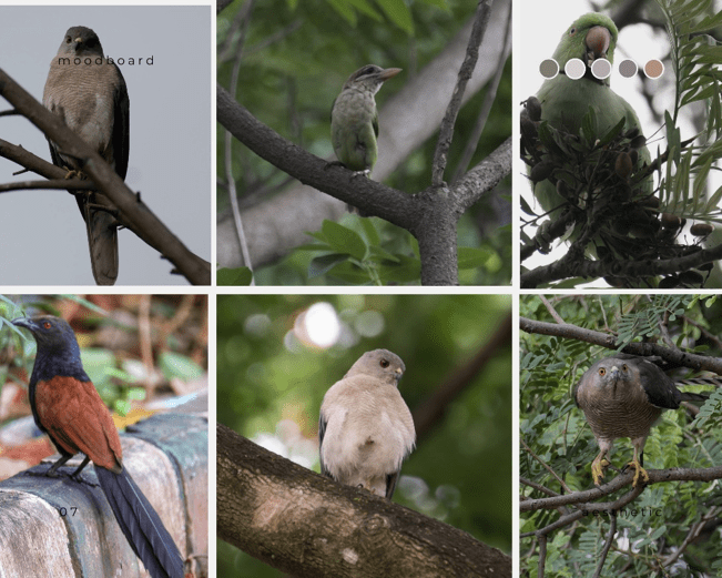 Searching for birds in a Green&nbsp;Campus